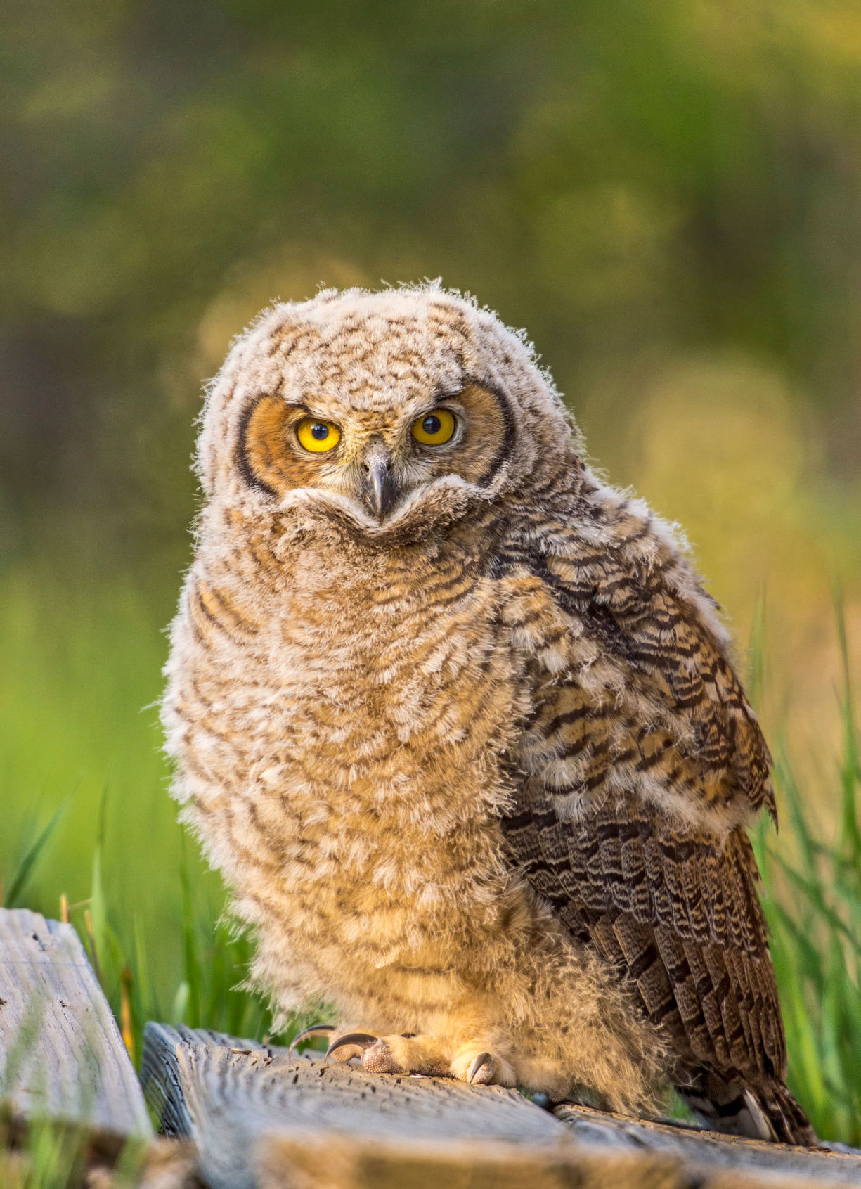 Great Horned Owls